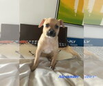 Alexander - Male Chihuahua-Unknown Mix Dog for Adoption - Small photo