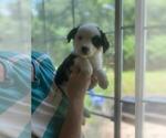 Puppy Marbles Australian Shepherd-Jack Russell Terrier Mix