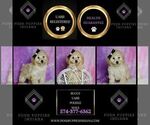 Small Photo #61 Poodle (Miniature) Puppy For Sale in WARSAW, IN, USA