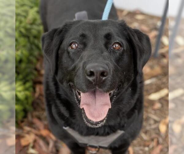 Medium Photo #3 Labrador Retriever-Unknown Mix Puppy For Sale in San Diego, CA, USA