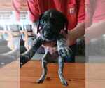 Small Photo #25 German Shorthaired Pointer Puppy For Sale in BEULAVILLE, NC, USA