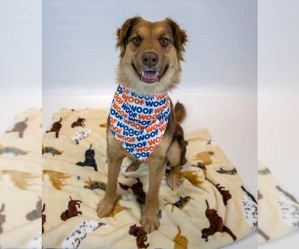 Medium Photo #2 Australian Shepherd-Unknown Mix Puppy For Sale in Kennesaw, GA, USA