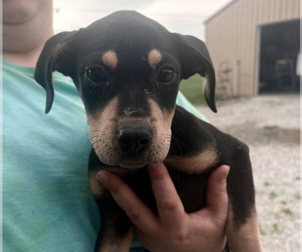 Medium Photo #2 Labrador Retriever-Unknown Mix Puppy For Sale in Bolivar, MO, USA