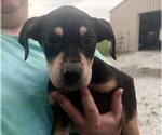 Small #1 Labrador Retriever Mix