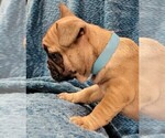 Small Photo #2 French Bulldog Puppy For Sale in WINDYVILLE, MO, USA