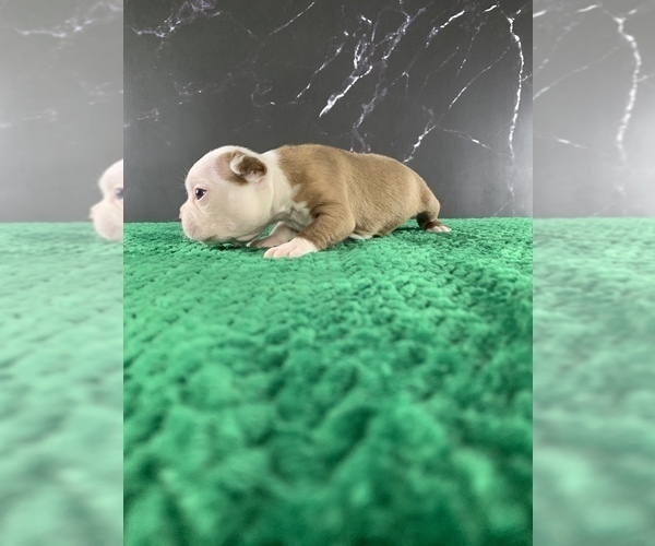 Medium Photo #17 Boston Terrier Puppy For Sale in TULARE, CA, USA