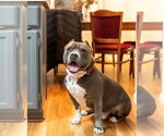 Small #17 American Pit Bull Terrier Mix