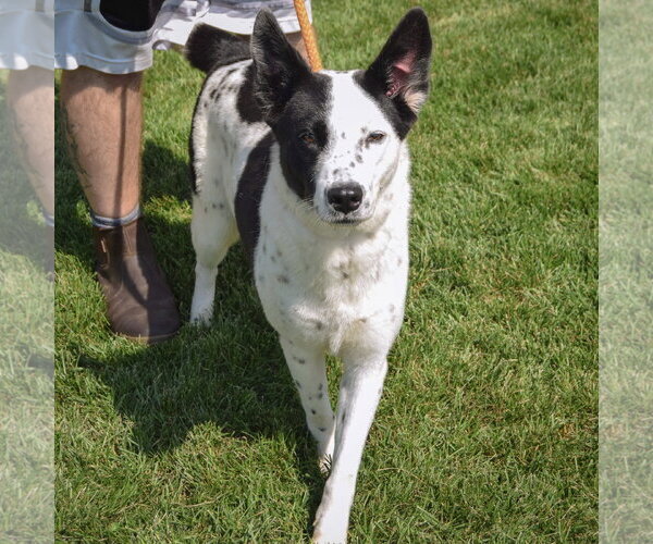 Medium Photo #2 Border Collie-Unknown Mix Puppy For Sale in Huntley, IL, USA