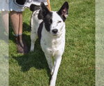 Small #1 Border Collie Mix