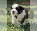 Small Photo #2 Saint Bernard Puppy For Sale in OKEANA, OH, USA