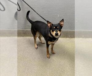 Australian Kelpie-Unknown Mix Dogs for adoption in Las Vegas, NV, USA