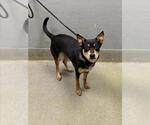 Small Australian Kelpie Mix