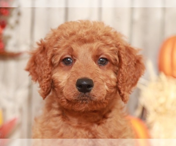 Medium Photo #5 Goldendoodle-Poodle (Miniature) Mix Puppy For Sale in MOUNT VERNON, OH, USA