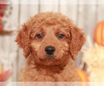 Small Photo #5 Goldendoodle-Poodle (Miniature) Mix Puppy For Sale in MOUNT VERNON, OH, USA