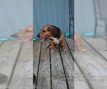 Small #20 Beagle