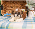 Small #13 Shih Tzu