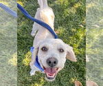 Small #4 Poodle (Miniature) Mix
