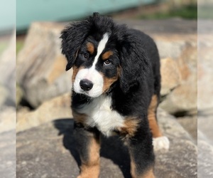 Bernese Mountain Dog Puppy for sale in DUNDEE, OH, USA