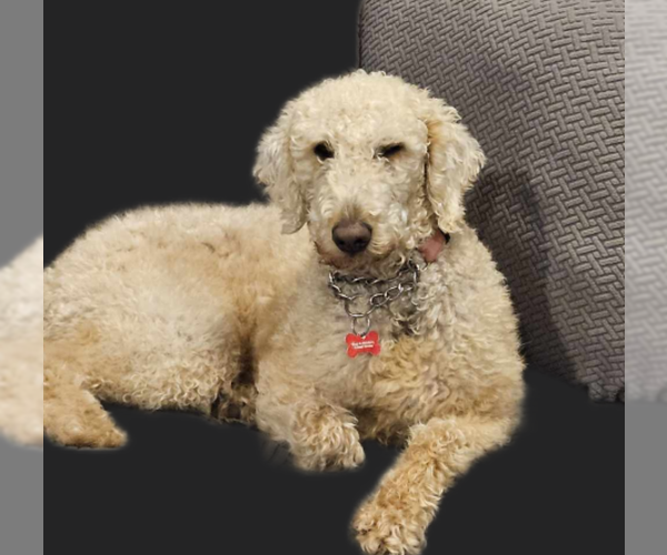 Medium Photo #13 Goldendoodle Puppy For Sale in Farmington, MN, USA