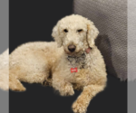 Small #12 Goldendoodle