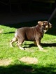 Small Photo #2 Bulldog Puppy For Sale in LA QUINTA, CA, USA