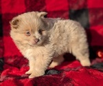 Puppy Zoey Pomeranian