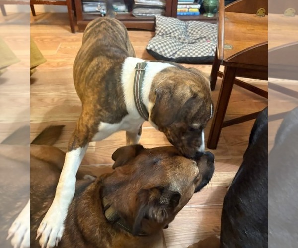Medium Photo #3 Mountain Cur-Unknown Mix Puppy For Sale in Alexander, AR, USA
