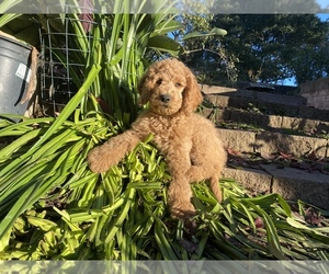 Goldendoodle Puppy for Sale in CASTRO VALLEY, California USA