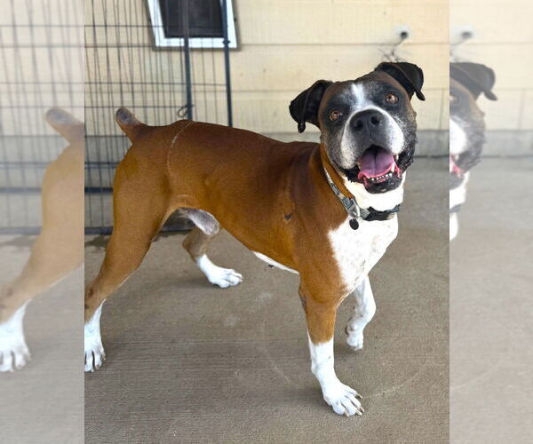 Medium Photo #3 Boxer Puppy For Sale in Austin, TX, USA