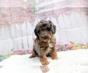 Aussie-Poo Puppy for sale in KINSTON, NC, USA