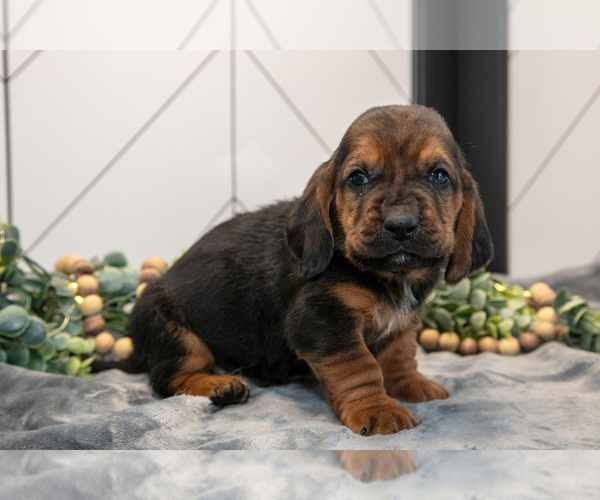 Medium Photo #1 Basset Hound Puppy For Sale in FRESNO, OH, USA
