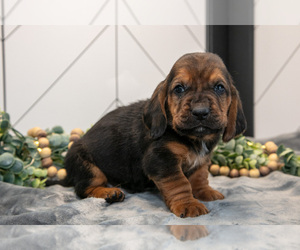 Medium Basset Hound