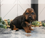 Puppy Dawson Basset Hound