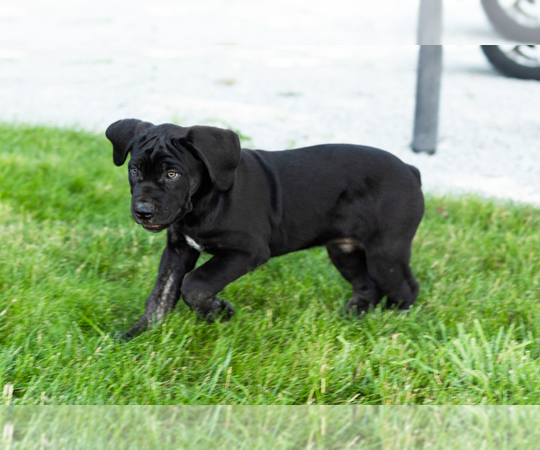 Medium Photo #2 Cane Corso Puppy For Sale in WAKARUSA, IN, USA