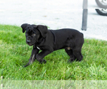 Small #1 Cane Corso