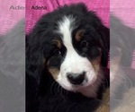 Small Photo #6 Bernese Mountain Dog Puppy For Sale in SHERIDAN, MI, USA