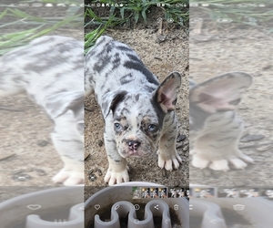 French Bulldog Puppy for sale in SUMMERVILLE, SC, USA