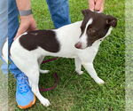 Small #2 Rat Terrier Mix