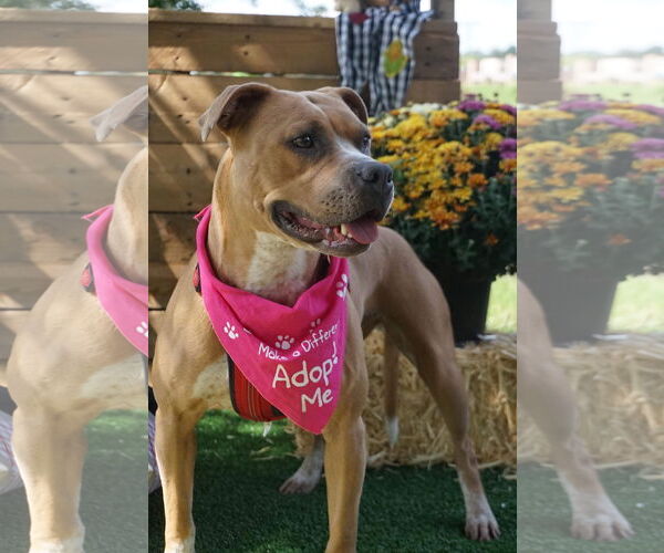 Medium Photo #21 American Pit Bull Terrier-Unknown Mix Puppy For Sale in Germantown, OH, USA