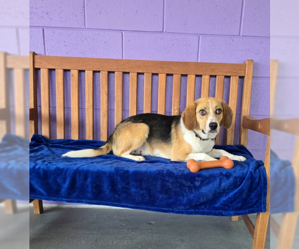 Medium Photo #1 Beagle-Unknown Mix Puppy For Sale in Genesee, WI, USA