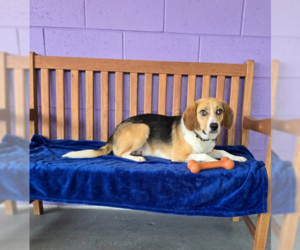 Beagle-Unknown Mix Dogs for adoption in Genesee, WI, USA