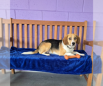 Small Beagle Mix