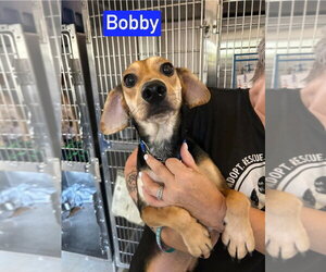SF Bobby - Male Beagle-Unknown Mix Dog for Adoption - Photo #2