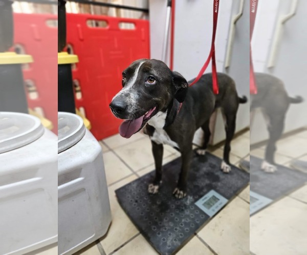 Medium Photo #1 Mutt Puppy For Sale in El Centro, CA, USA