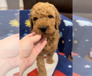 Goldendoodle Puppy for sale in ROSHARON, TX, USA