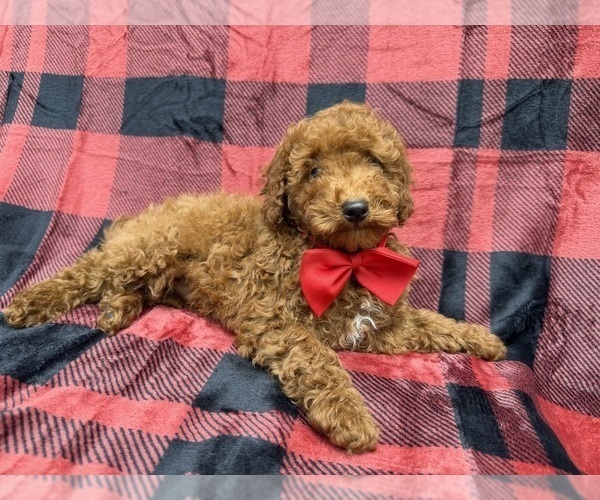 Medium Photo #1 Poodle (Miniature) Puppy For Sale in LAKELAND, FL, USA