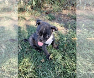 Buggs Puppy for sale in COFFEYVILLE, KS, USA