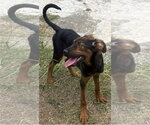 Small Australian Kelpie-Doberman Pinscher Mix