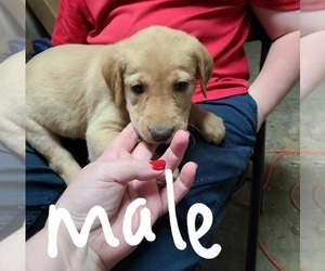 Golden Labrador Puppy for sale in BETHLEHEM, MS, USA