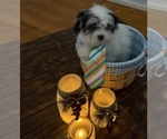 Small Photo #41 Shih-Poo Puppy For Sale in DINWIDDIE, VA, USA